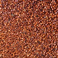 quinoa roja